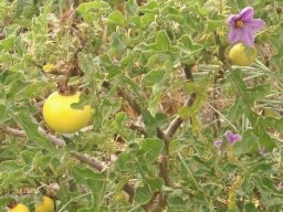 Solanum linnaeanum living well